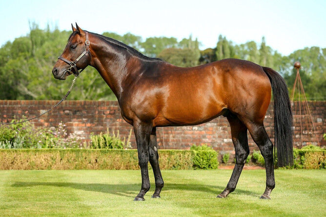 Little Avondale Stud stallion Per Incanto - Photo: Supplied