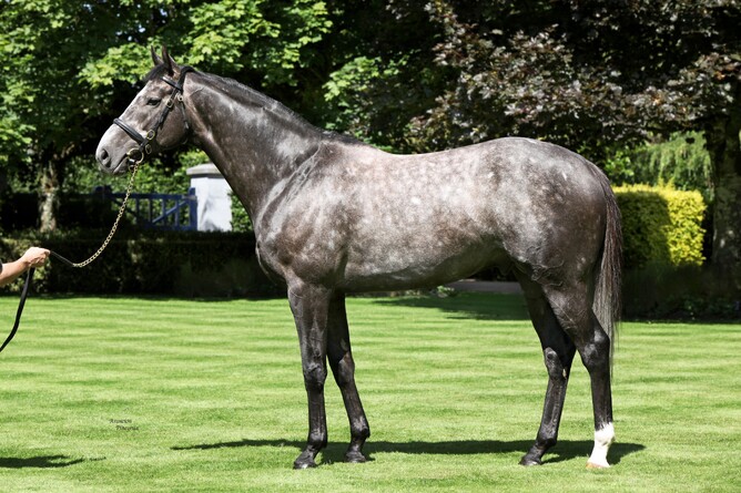 Former Windsor Park shuttle stallion Mastercraftsman. - Photo: Supplied