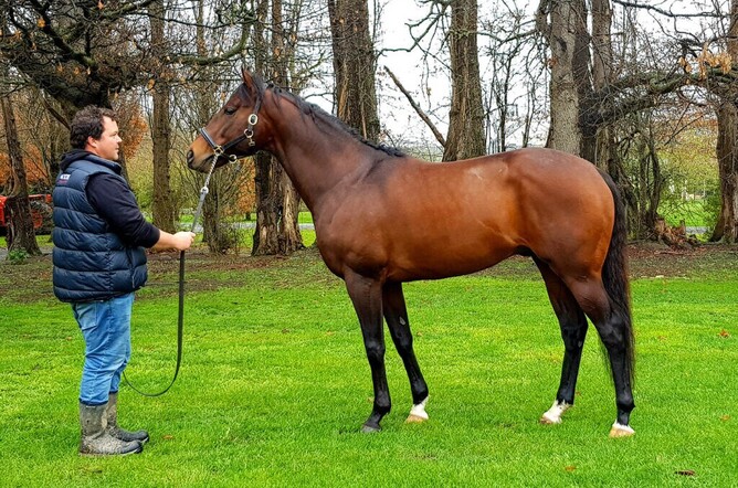 Gus Wigley carries on the tradition, seen here with the impressive War Decree who will have yearlings in 2020-21