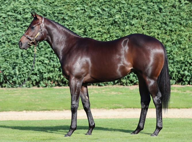 Lot 297, the Zoustar colt out of Belluci Babe, was purchased out of Little Avondale's Inglis Easter Yearling Sale draft for A$1.7 million.  - Photo: Supplied