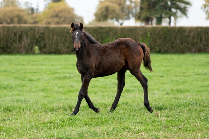 Almanzor x Victoria Belle