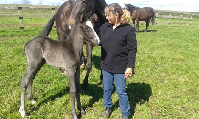 Platinum Invador as a foal with co-breeder Robyn Milliken - Photo: Supplied