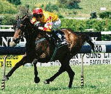 Don & Rochelle McLaren's homebred Group One winner Calveen