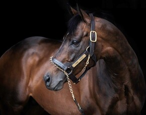 Southern Hemisphere Time Test Yearlings Step Out