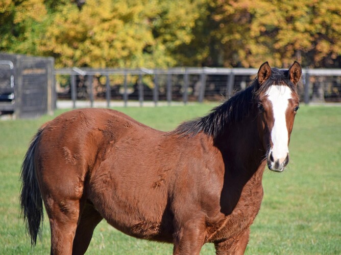 War Decree x Shuffled colt