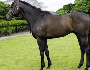 White Robe stallion boosts spirits with first winner