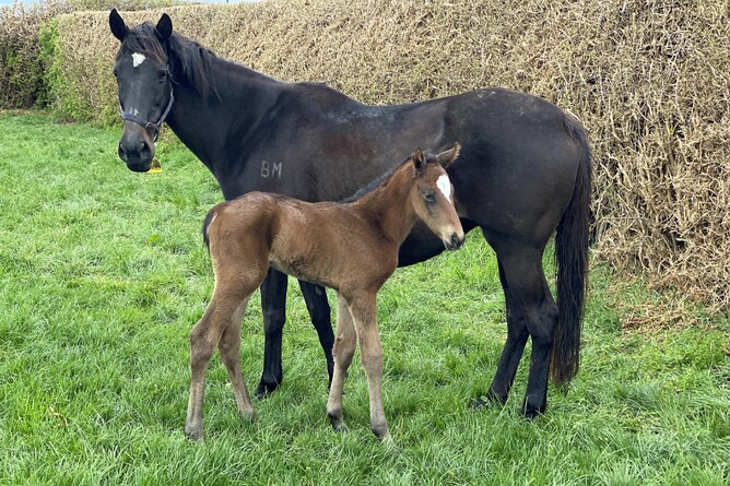 Opulence with her hours-old colt foal by Zed, a brother to classy racemare Verry Elleegant and recent Winter Cup placegetter Verry Flash. Supplied