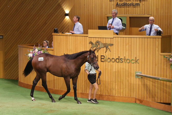 Lot 795, a colt by Ardrossan out of La Donna - Photo: Trish Dunell