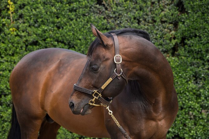 Per Incanto is back where he belongs at Little Avondale Stud. - Photo: Supplied