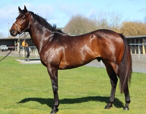 Ocean Emperor stud fee announced