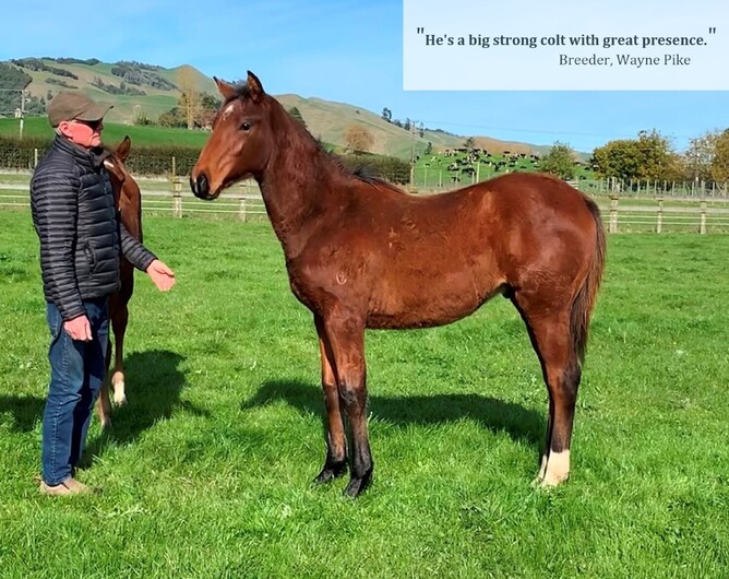 Satono Aladdin x Lemonade, colt