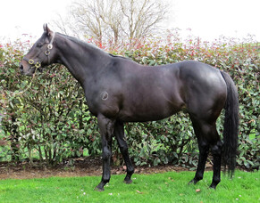 First Crop Sire Focus: What's The Story
