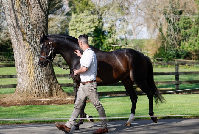 Highview Stud sire Wrote.  - Photo: Ange Bridson