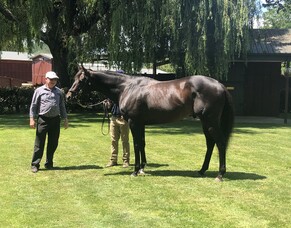 Cook comes full-circle with Preferment