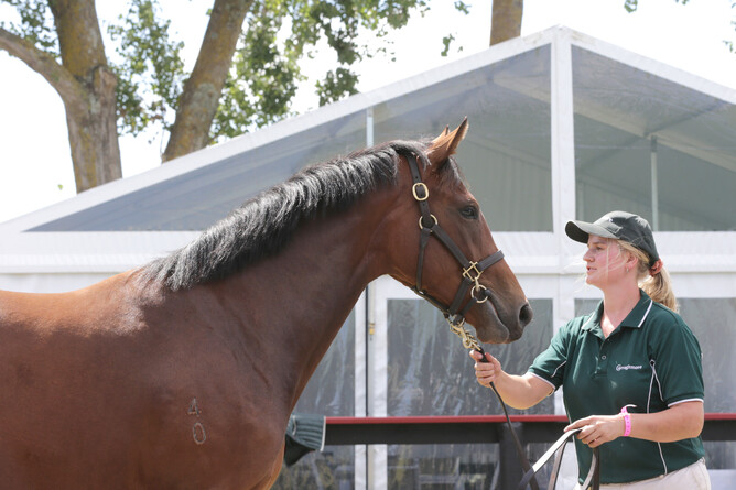 Lot 434, the Tavistock full sister to Gr. 1 Vodafone New Zealand Derby (2400m) winner Asterix that will be offered through the Curraghmore draft during the Book 1 Sale at Karaka next week - Photo: Trish Dunell