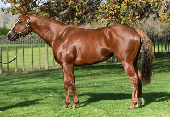 Sneaking To Win standing at Te Aute Stud in Hawke's Bay - Photo: Supplied