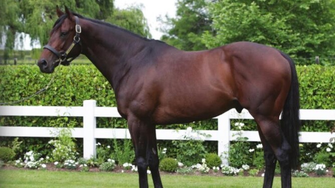 Almanzor, New Zealand’s Champion First Season Sire.  - Photo: Supplied