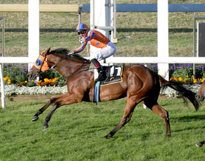Belle ringing again for breeder