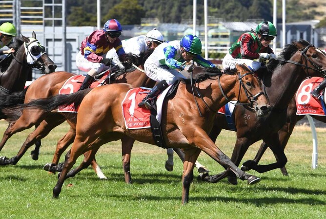 Waikato Stud-bred and raced Nereus will contest Saturday's Listed Mornington Cup (2400m).   - Photo: Race Images Palmerston North