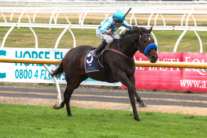 Matscot will contest the Gr.3 Coca-Cola Canterbury Gold Cup (2000m) at Riccarton on Saturday - Photo: Race Images South