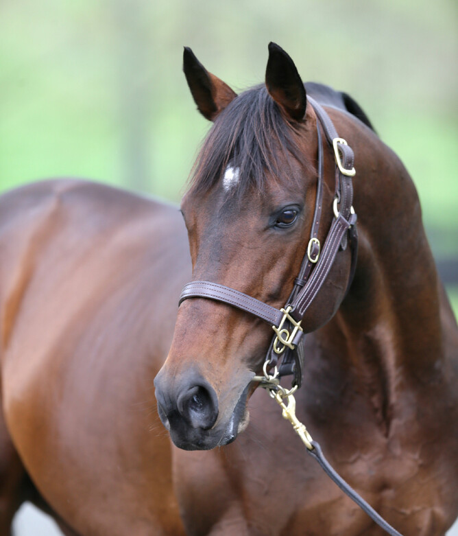 The late Jakkalberry. - Photo: Supplied