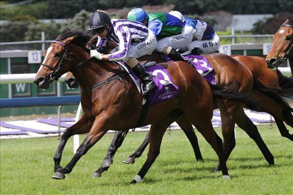 Tavy wins the Trevor Eagle Memorial. - Picture by Trish Dunell