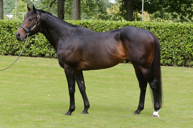 Proisir will stand for a fee of $70,000  - Photo: Supplied