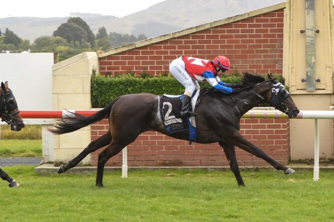 El Gladiator(Ghibellines - Querella by Haafiz) winning the Listed Media Works Dunedin Guineas adding the icing to to the cake for breeder, owner, trainer Karen & John Parsons - photo Wild Range Photography