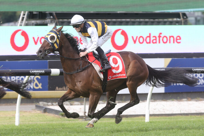 Regal Lion will contest the Gr.1 Australian Derby (2400m) at Randwick on Saturday. - Photo: Trish Dunell
