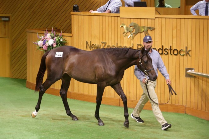 Lot 144, a filly by Satono Aladdin, sells for $900,000 on Day One at Karaka.  - Photo: Trish Dunell
