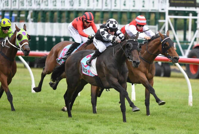 Islington Lass winning the Gr.3 Manawatu Cup (2300m) at Trentham on Saturday.   - Photo: Peter Rubery, Race Images