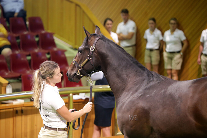 Waikato Stud’s Savabeel colt was knocked down to Craig Rounsefell for $620,000.  - Photo: Trish Dunell
