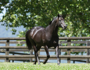 Savabeel continuing to raise the bar