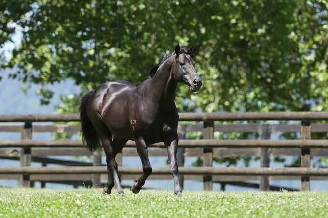 Waikato Stud stallion Savabeel has broken his own domestic stakes earnings record this past season. - Trish Dunell