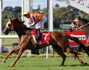 Gingernuts tops Free Handicaps