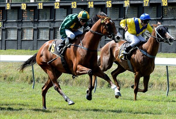 Tie Me Down wins the Wairarapa Thoroughbred Stakes 6-2-15. - Picture courtesy of Race Images