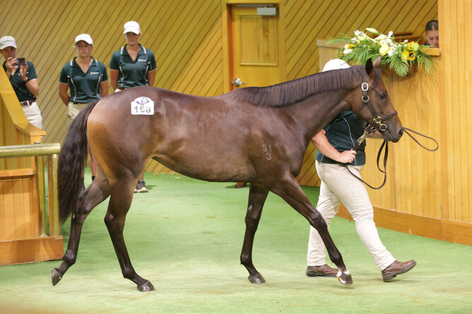 Lot 168, a filly by Too Darn Hot was sold for $675,000 at New Zealand Bloodstock's National Yearling Sale on Sunday.   - Photo: Kirsten Ledington