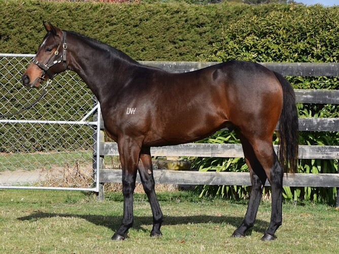 Lot 19 – Burgundy x Precious colt. Photo: Supplied