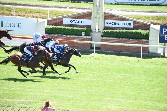 Showemhowitsdone makes it back-to-back stakes victories with a win in the Listed Mediaworks Dunedin Guineas (1500m) Photo Credit: Tayler Strong