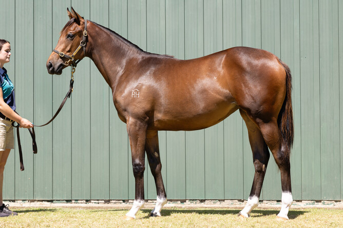 Lot 351, the Proisir half-sister to Group Three winner Aeliana.   - Photo: Supplied