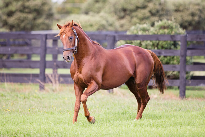 Red Giant when at Westbury Stud. Photo: Supplied