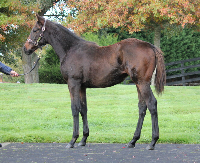Savile Row - The Tidy Express, filly