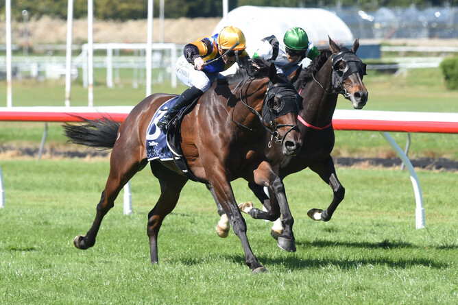 Ess Vee Are comes with an irresistible run to win the Listed Barneswood Farm New Zealand St Leger (2600m) - Photo: Race Images – Peter Rubery
