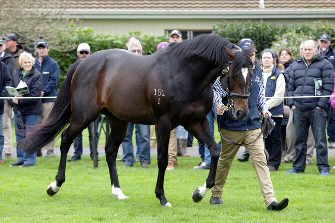 Novara Park stallion Sweynesse will stand for a fee pf $9,000+GST this coming breeding season. - Photo: Trish Dunell