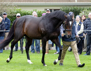 Novara Park announce service fees