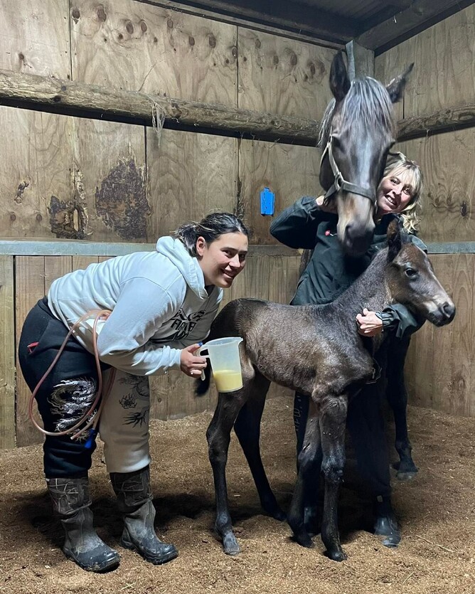 Haunui Farm’s Almanzor filly was an early surprise, born a handful of days ahead of the official horse’s birthday on August 1 - Photo: Supplied