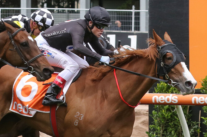 Craig Williams gets the best out of Gin Martini as she takes out the Listed Sandown Cup (3200m) at Caulfield - Photo: Bruno Cannatelli