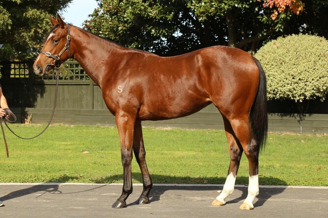 Time Test x Out To Impress filly