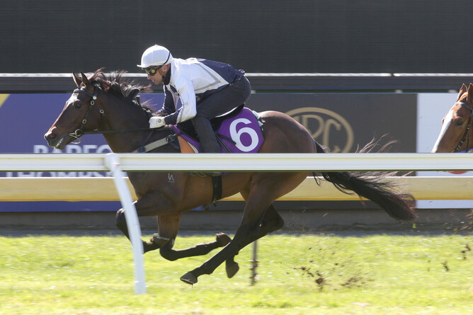 The Belardo-Real Angel colt winning his 700m trial at Ellerslie on Tuesday. Photo: Trish Dunell