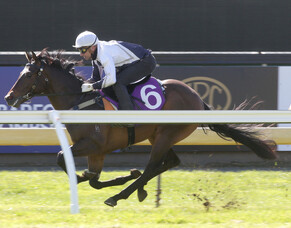 Strong start for Belardo